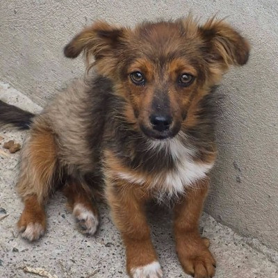Tonja